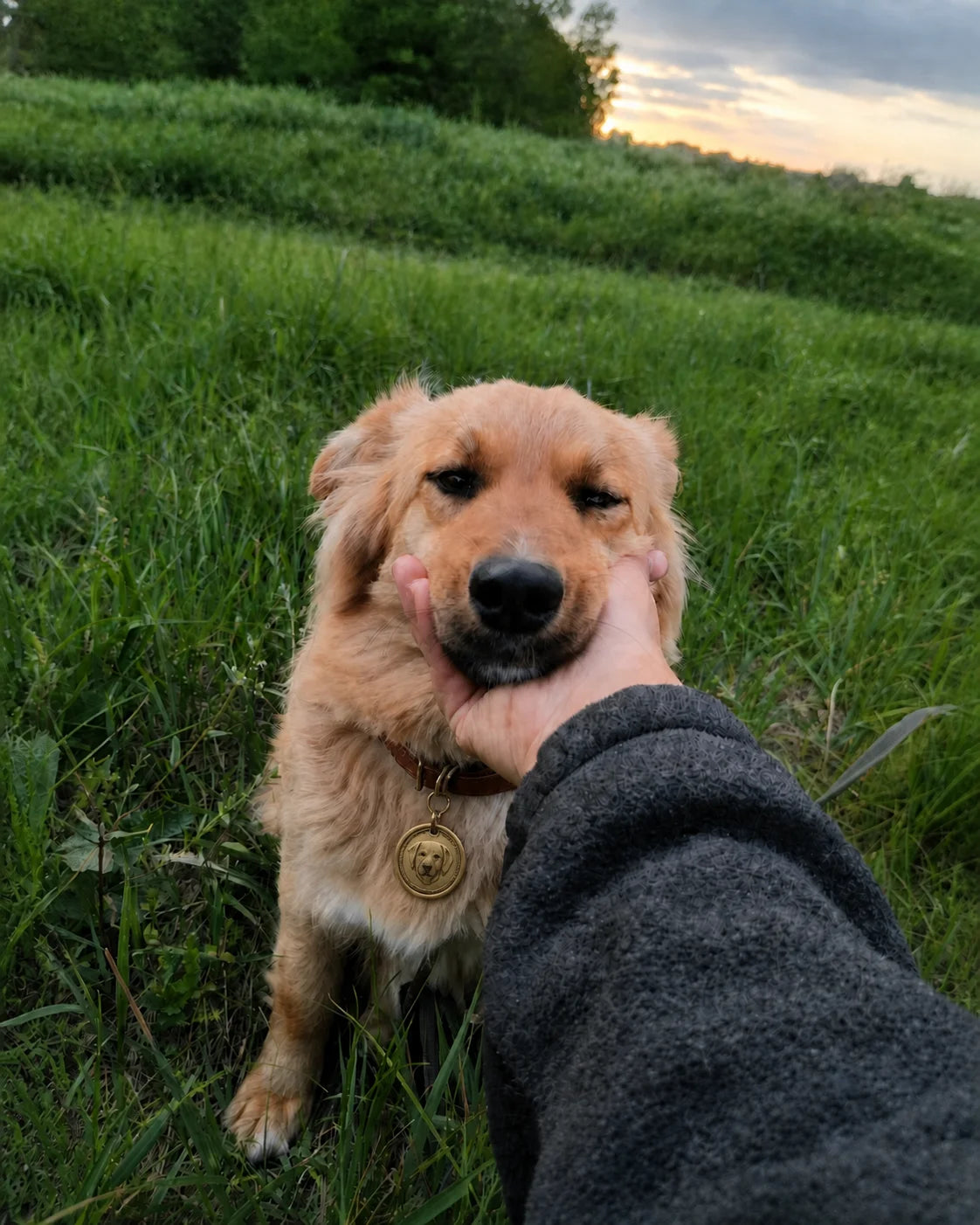 A dog wearing a personalized brass pet tag, lifestyle example